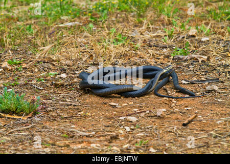 Europäische Peitsche Schlange, westlichen europäischen Peitsche Schlange, dunkelgrüne Whipsnake (Coluber Viridiflavus, Hierophis Viridiflavus Carbonarius) Kommentar kämpfen, Kroatien, Istrien Stockfoto