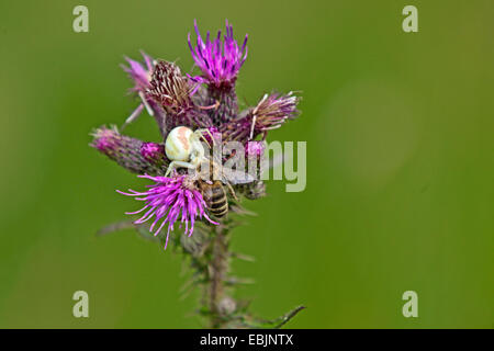 Goldrute-Krabbenspinne (Misumena Vatia), Weibchen mit Gefangenen Biene auf Distel, Kroatien, Istrien Stockfoto