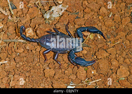 Italienischer Skorpion (Euscorpius Italicus), Weibchen auf Boden, Kroatien, Istrien Stockfoto