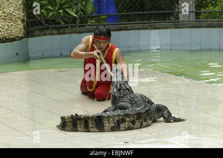 Siam-Krokodil (Crocodylus Siamensis), junge Mann kniende von Angesicht zu Angesicht vor ein Tier während einer Krokodil-Show, Thailand, Kao Yai Nationalpark Stockfoto