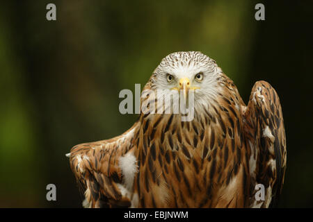 Rotmilan (Milvus Milvus), Porträt, Deutschland Stockfoto