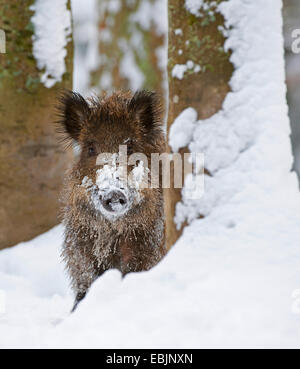 Wildschwein, Schwein, Wildschwein (Sus Scrofa), Schnee, Porträt, Deutschland Stockfoto