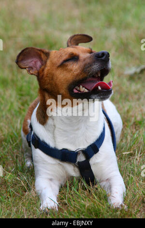 Jack Russell Terrier (Canis Lupus F. Familiaris) mit Hundegeschirr, sitzen auf einer Wiese Stockfoto