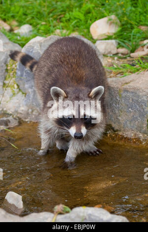 gemeinsamen Waschbär (Procyon Lotor), überqueren einen Bach, Deutschland Stockfoto