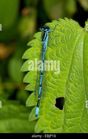 gemeinsamen Coenagrion, Azure Damselfly (Coenagrion Puella), männliche sitzt auf einem Blatt, Deutschland Stockfoto