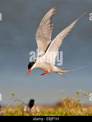 Seeschwalbe (Sterna Hirundo), Landung, Niederlande, Texel, Niederlande Stockfoto