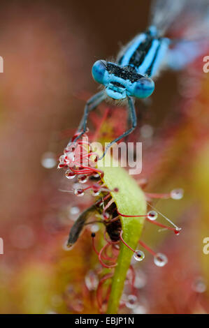 gemeinsamen Coenagrion, Azure Damselfly (Coenagrion Puella), gefangen von einem Sonnentau, Deutschland, Niedersachsen Stockfoto