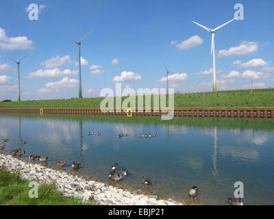 Kanadagans (Branta Canadensis), am Dortmund-Ems-Kanal mit Windkraftanlagen, Deutschland, Nordrhein-Westfalen, Ruhrgebiet Stockfoto