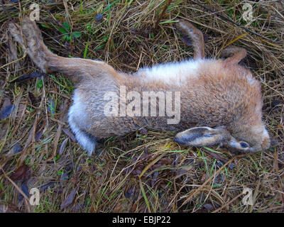 Europäischen Kaninchen (Oryctolagus Cuniculus), Roadkill im Winter, Deutschland Stockfoto