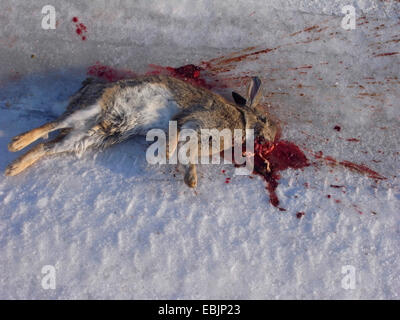 Europäischen Kaninchen (Oryctolagus Cuniculus), Roadkill im Winter, Deutschland Stockfoto