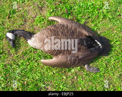 Toten Kanadagans am Cape kann New Jersey Strand Stockfoto, Bild