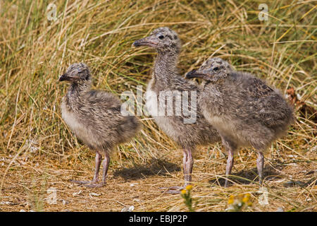 Weniger schwarz-unterstützte Möve (Larus Fuscus), Küken, Deutschland, Schleswig-Holstein, Helgoland Stockfoto