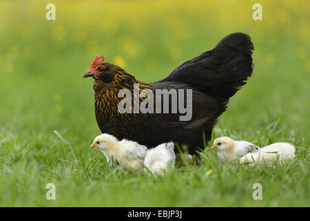 Hausgeflügel (Gallus Gallus F. Domestica), gackernde Henne mit Küken auf Wiese, Deutschland Stockfoto