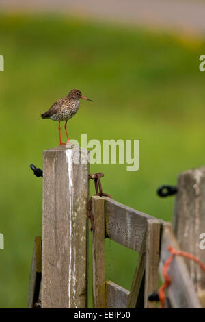 gemeinsamen Rotschenkel (Tringa Totanus), sitzt auf einem hölzernen Pfosten, Niederlande, Texel Stockfoto