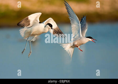 Trauerschnäpper Säbelschnäbler (Recurvirostra Avosetta), fliegen pied Avocet jagt eine gemeinsame Tern bei Gebiet Kampf, Niederlande, Texel Stockfoto