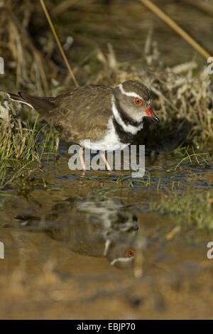 drei-banded Regenpfeifer (Charadrius Tricollaris), Nahrungssuche, Northern Cape, Südafrika, Augrabies Falls National Park Stockfoto