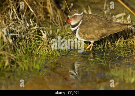 drei-banded Regenpfeifer (Charadrius Tricollaris), Nahrungssuche, Northern Cape, Südafrika, Augrabies Falls National Park Stockfoto