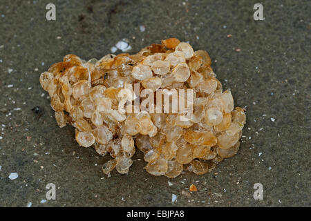 gemeinsamen Wellhornschnecke, essbare europäischen Wellhornschnecke, gewellten Wellhornschnecke, Buckie, gemeinsame nördlichen Wellhornschnecke (Buccinum Undatum), Ball Eier am Strand, Deutschland Stockfoto