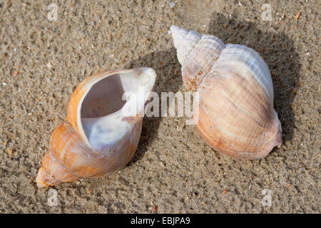 gemeinsamen Wellhornschnecke, essbare europäischen Wellhornschnecke, gewellten Wellhornschnecke, Buckie, gemeinsame nördlichen Wellhornschnecke (Buccinum Undatum), Schneckenhäuser am Strand, Deutschland Stockfoto