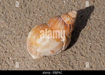 gemeinsamen Wellhornschnecke, essbare europäischen Wellhornschnecke, gewellten Wellhornschnecke, Buckie, gemeinsame nördlichen Wellhornschnecke (Buccinum Undatum), Schneckenhaus am Strand, Deutschland Stockfoto