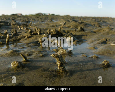 Sand Mason (Lanice Conchilega), im Wattenmeer, Deutschland, Baltrum, untere Sachsen Nationalpark Wattenmeer Stockfoto