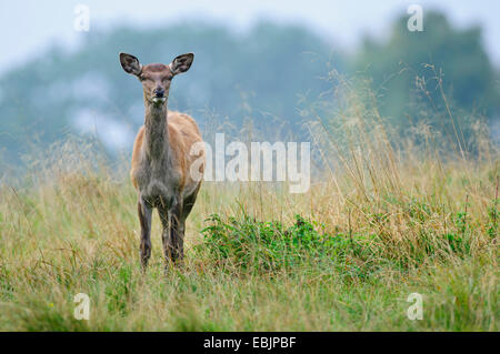 Rothirsch (Cervus Elaphus), Hinterbeinen stehend auf einer Wiese, Dänemark Stockfoto