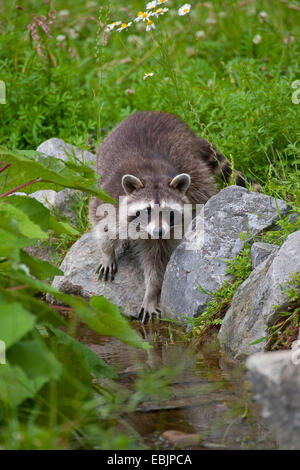 gemeinsamen Waschbär (Procyon Lotor), stehend auf den Steinen am Ufer, Deutschland Stockfoto