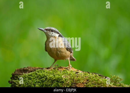 Eurasische Kleiber (Sitta Europaea), sitzen auf bemoosten Totholz, Deutschland Stockfoto