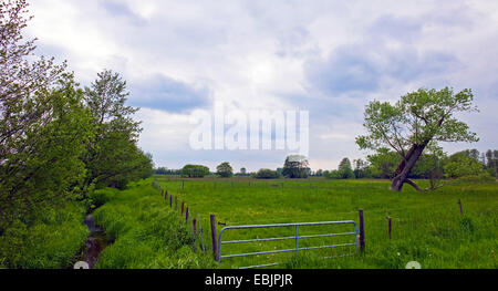 Aspen, Pappeln (Populus spec.), einziger Baum in einer Wiese, Deutschland, Niedersachsen, Fischerhude Stockfoto