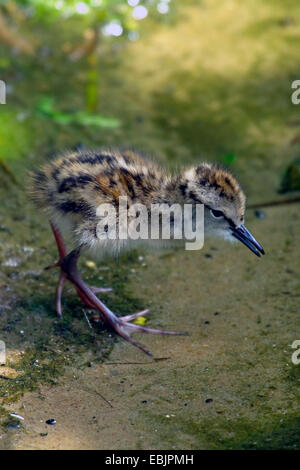 gemeinsamen Rotschenkel (Tringa Totanus), Küken, Deutschland Stockfoto