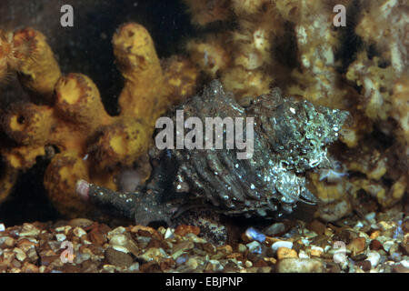 Gebänderten Farbstoff-Murex (Hexaplex Trunculus, Murex Trunculus, Haustellum Trunculus), als ein unverwechselbares violett-blauen indigo-Farbstoff verwendet Stockfoto