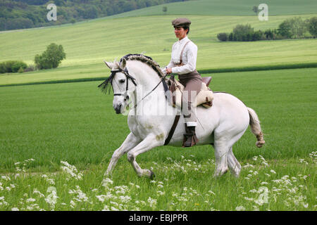 Andalusische Pferd (Equus Przewalskii F. Caballus), Doma Vaquera Stockfoto