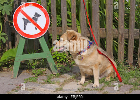 Mischling Hund (Canis Lupus F. Familiaris), angeleint Mischling Hund sitzt neben einem Verbotsschild für Hunde Stockfoto