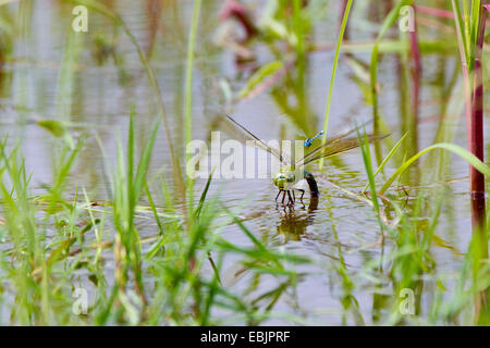 Kaiser Libelle (Anax Imperator), weibliche angegriffen Eiablage, Bei einem anderen Damselfly, Deutschland, Bayern Stockfoto