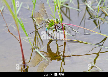 Kaiser Libelle (Anax Imperator), weibliche Verlegung Eiern, Deutschland, Bayern Stockfoto