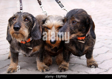 Rauhaar Dackel (Canis Lupus F. Familiaris), drei Rauhaardackel nebeneinander stehen Stockfoto