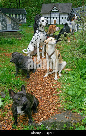 Haushund (Canis Lupus F. Familiaris), beherbergt Hunde sitzen vor Miniatur Stockfoto