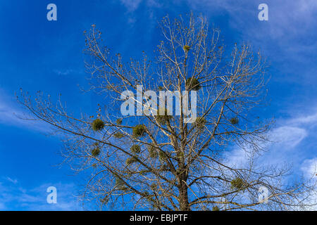 Mistel (Viscum Album) auf Pappeln (Populus spec.) vor einem bewölkten blauen Himmel Stockfoto