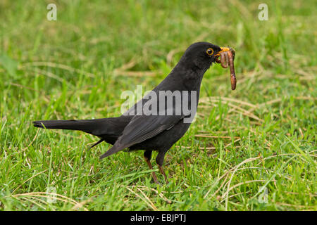 Amsel (Turdus Merula), Würmer männlichen Bundesgebiet im Schnabel, Deutschland, Bayern Stockfoto