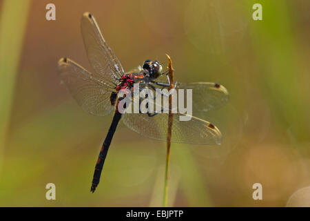 White-faced Darter, White-faced Libelle (Leucorrhinia Dubia), Männlich, sitzt auf einem Segge, Deutschland, Bayern Stockfoto