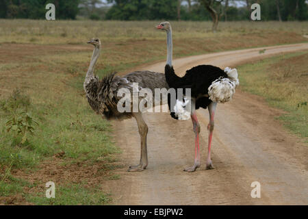 Somali-Strauß (Struthio Camelus Molybdophanes), paar auf einer Straße, Kenya, Samburu National Reserve Stockfoto