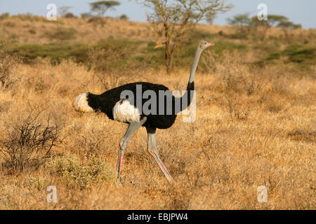 Somali-Strauß (Struthio Camelus Molybdophanes), männliche Wandern in Savanne, Kenya, Samburu National Reserve Stockfoto