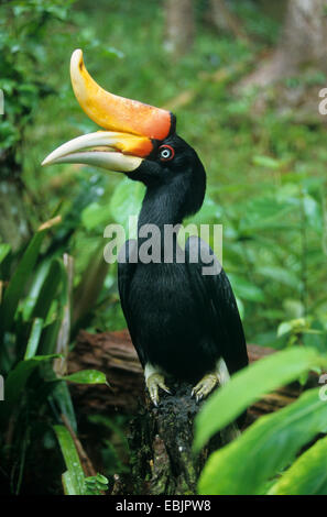 Großes indisches Hornbill, Rhinoceros Hornbill (Buceros Bicornis), sitzen auf Totholz, Side View, Indonesien, Borneo Stockfoto