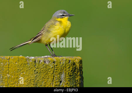 Schafstelze (Motacilla Flava), sitzt auf einem Pfosten, Deutschland, Niedersachsen Stockfoto