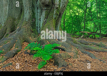 breites Schild-Farn (Dryopteris Dilatata), Farn wächst zwischen moosigen Wurzeln der alten Buche, Deutschland, Hessen, Urwaldrelikt Sababurg Reinhardswald Stockfoto