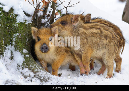 Wildschwein, Schwein, Wildschwein (Sus Scrofa), drei Shoats Aufwärmen einander im Schnee, Deutschland, Niedersachsen Stockfoto