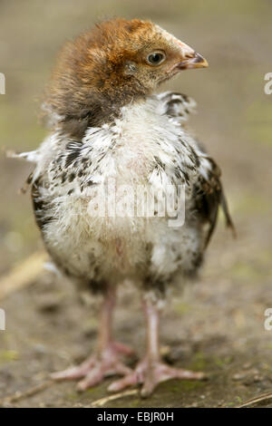 Hausgeflügel (Gallus Gallus F. Domestica), ein paar Tage alten Küken der Rasse Orpington, Germany, North Rhine-Westphalia Stockfoto