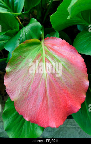 Elefanten-Ohren (Bergenie Crassifolia), rote farbige Blatt Stockfoto