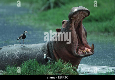 Nilpferd, Nilpferd, gemeinsame Flusspferd (Hippopotamus Amphibius), bedroht durch Öffnen des Mundes und der Zähne, mit Long-toed Kiebitz (Vanellus Crassirostris) auf der Rückseite, Tansania, Serengeti NP Stockfoto