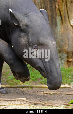 Asiatischer Tapir, Schabrackentapir (Tapirus Indicus), portrait Stockfoto